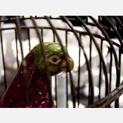 Porcelánový papoušek vystavený ve světoznámé míšeňské porcelánce.